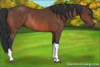 Horse Color:Bay Rabicano 