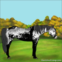 Horse Color:White Spotted Black Tobiano 