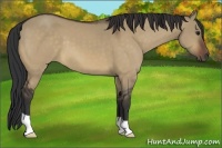 Horse Color:Bay Dun 
