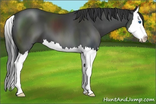 Horse Color:Black Splash 