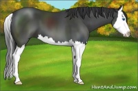 Horse Color:Black Splash
