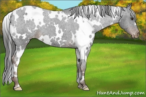 Horse Color:White Spotted Liver Chestnut Appaloosa 
