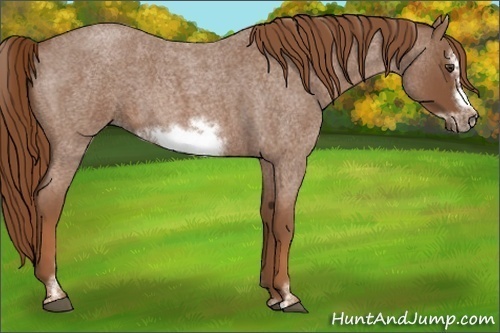 Horse Color:Red Roan Sabino Frame 