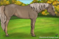 Horse Color:Chocolate Palomino Roan