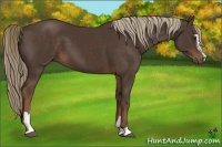 Horse Color:Liver Chestnut Sabino 