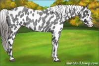 Horse Color:Blue Roan Appaloosa 