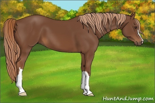 Horse Color:Chestnut 