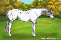 Horse Color:White Spotted Black Splash Tobiano Frame Near Leopard 
