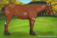 Horse Color:White Spotted Bay 