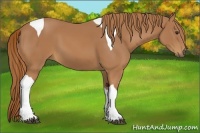 Horse Color:Chestnut Tobiano