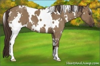 Horse Color:White Spotted Liver Red Dun 