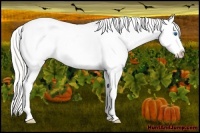 Horse Color:Silver Smoky Blue Roan Splash Appaloosa