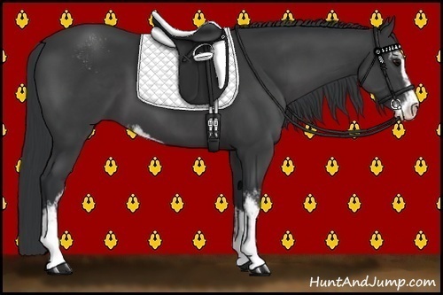 Horse Color:Black Sabino 