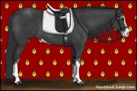 Horse Color:Black Sabino