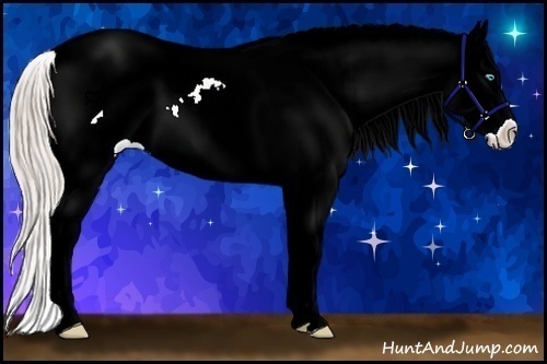 Horse Color:Chocolate Palomino Ice Pearl Splash Tobiano Appaloosa 