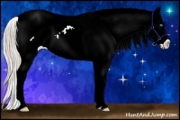 Horse Color:Chocolate Palomino Ice Pearl Splash Tobiano Appaloosa 