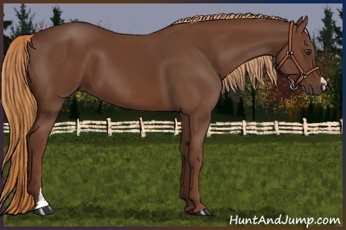 Horse Color:Chestnut 