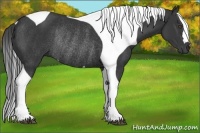 Horse Color:Black Tobiano Rabicano 