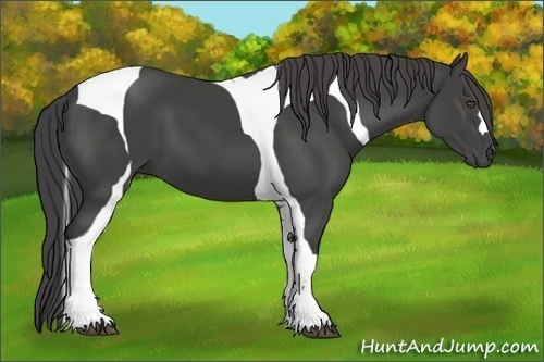 Horse Color:Smoky Black Tobiano