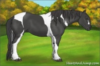 Horse Color:Smoky Black Tobiano 