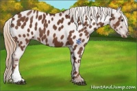 Horse Color:Chestnut Appaloosa 