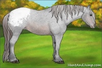 Horse Color:Brown Appaloosa