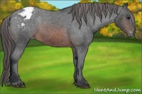 Horse Color:Brown Appaloosa