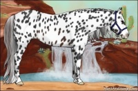 Horse Color:Brown Near Leopard