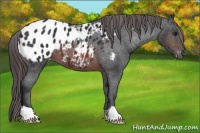 Horse Color:Brown Appaloosa