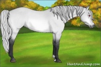 Horse Color:Silver Bay Chinchilla Roan Dun 