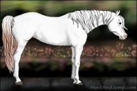Horse Color:Bay Roan Appaloosa 