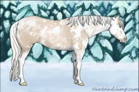 Horse Color:Silver Buckskin Pearl Sabino 