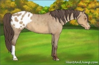 Horse Color:Sable Champagne Appaloosa 