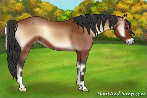 Horse Color:Bay Onyx 