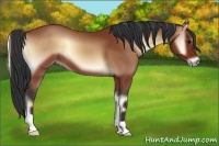 Horse Color:Bay Onyx 