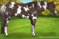 Horse Color:White Spotted Liver Chestnut