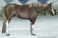 Horse Color:White Spotted Liver Chestnut 