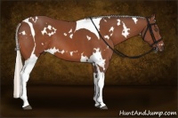Horse Color:White Spotted Silver Bay Tobiano 