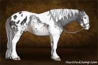 Horse Color:White Spotted Brown Tobiano Blanket Rabicano
