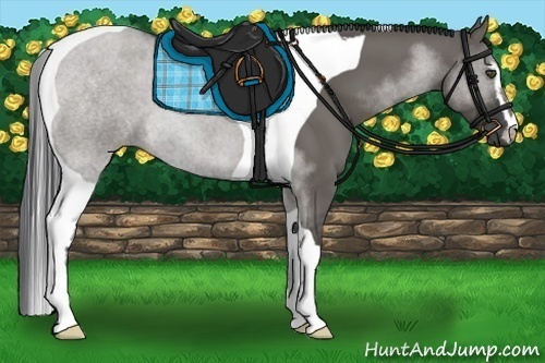 Horse Color:Grullo Sabino Tobiano 