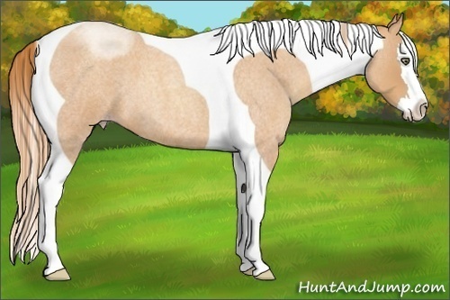 Horse Color:Gold Champagne Roan Splash Tobiano 