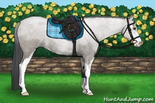 Horse Color:Grullo Roan Sabino Rabicano