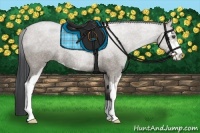 Horse Color:Grullo Roan Sabino Rabicano