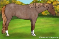 Horse Color:Red Roan