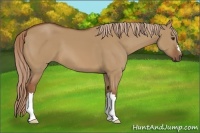 Horse Color:Red Dun 