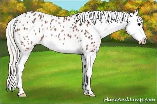 Horse Color:Silver Brown Splash Blanket Rabicano 