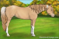 Horse Color:White Spotted Gold Champagne Tobiano 