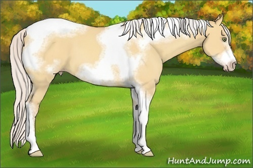 Horse Color:Silver Amber Champagne Dun Sabino Tobiano Frame 