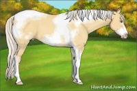 Horse Color:Silver Amber Champagne Dun Sabino Tobiano Frame 