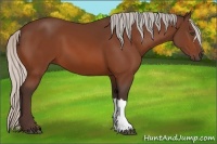 Horse Color:Silver Bay 